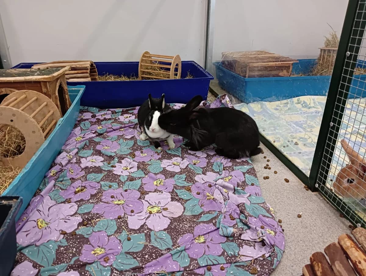 Valkyrie, female mixed breed for adoption at BMT Tierheim Elisabethenhof — photo 3 of 10