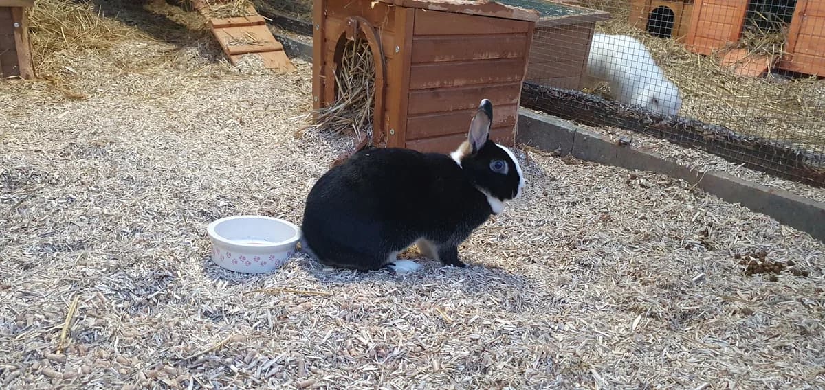 Valkyrie, female mixed breed for adoption at BMT Tierheim Elisabethenhof — photo 4 of 10