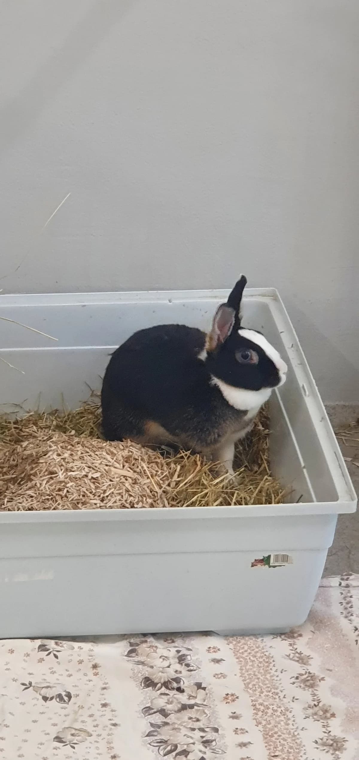 Valkyrie, female mixed breed for adoption at BMT Tierheim Elisabethenhof — photo 6 of 10