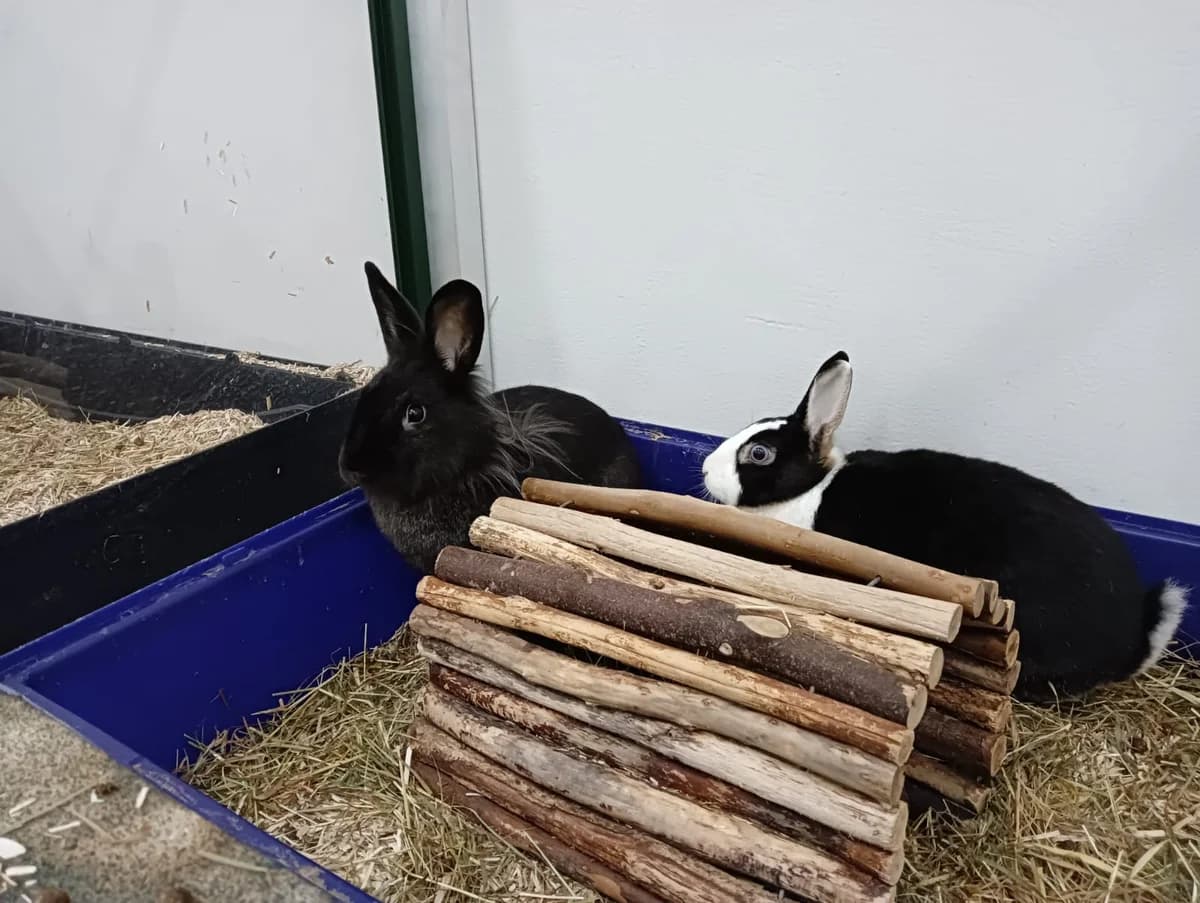Valkyrie, female mixed breed for adoption at BMT Tierheim Elisabethenhof — photo 7 of 10
