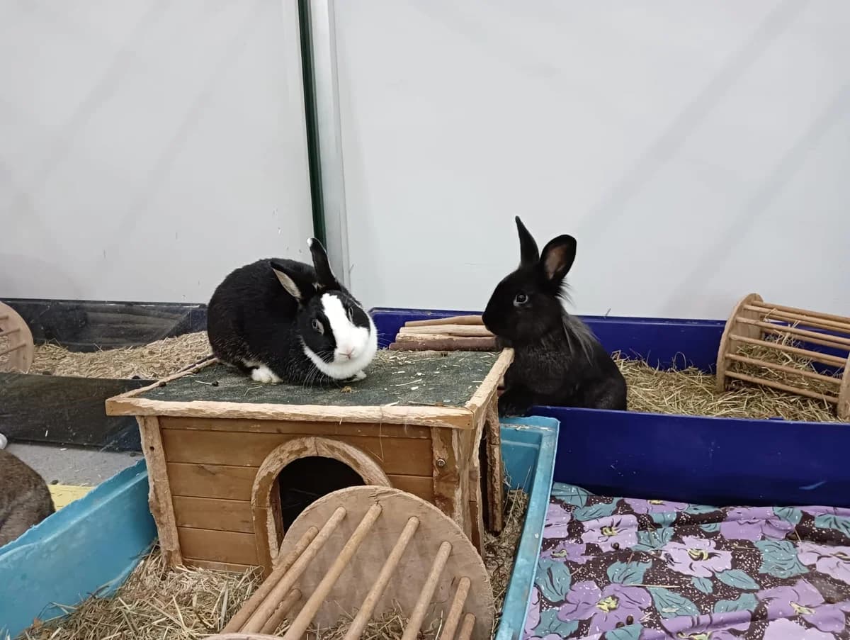 Valkyrie, female mixed breed for adoption at BMT Tierheim Elisabethenhof — photo 8 of 10