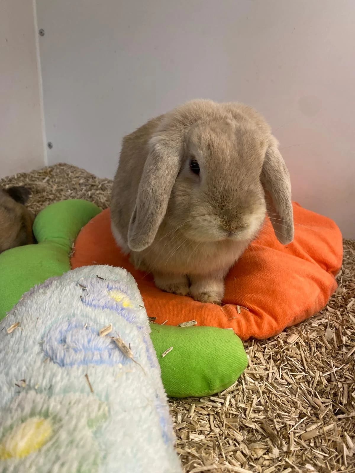 Luke, male mixed breed for adoption at BMT Tierheim Elisabethenhof — photo 2 of 2