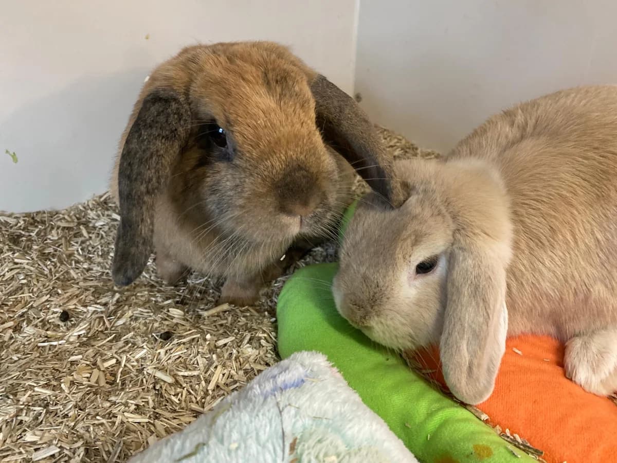 Lea, female mixed breed for adoption at BMT Tierheim Elisabethenhof