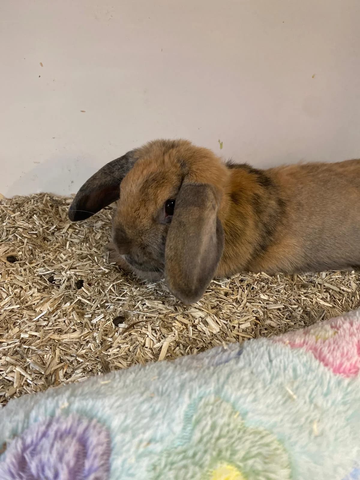 Lea, female mixed breed for adoption at BMT Tierheim Elisabethenhof — photo 2 of 2