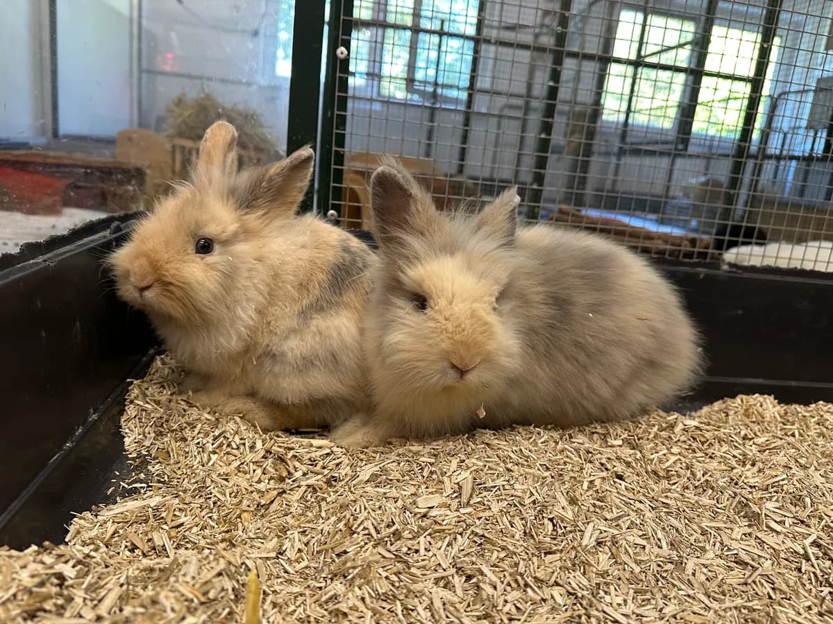Pfötchen (zusammen mit Puschel & Simba), female young mixed breed for adoption at BMT Tierheim Elisabethenhof