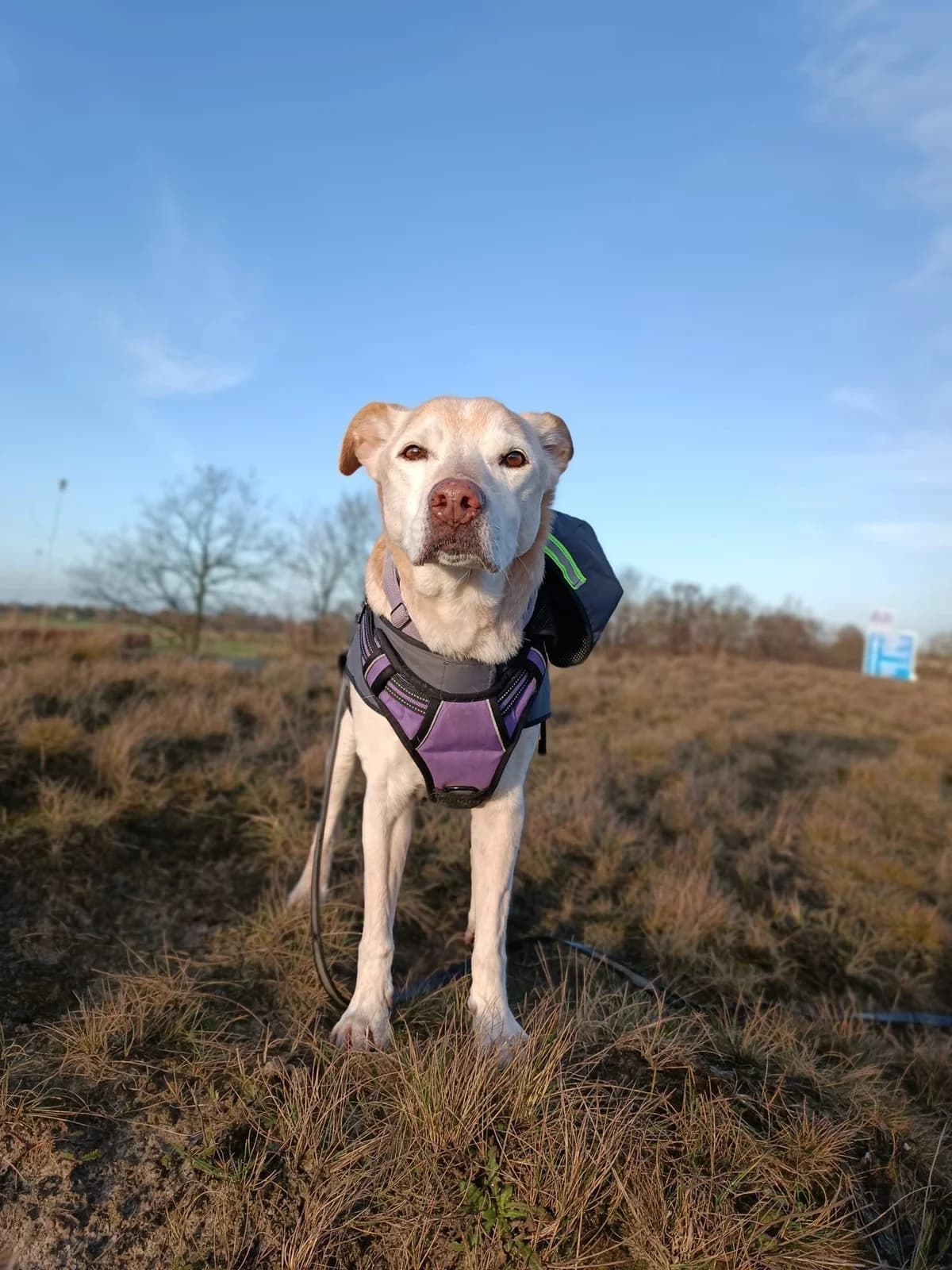 Spickey, male senior Mixed Breed for adoption at Tierheim Emden, Emden