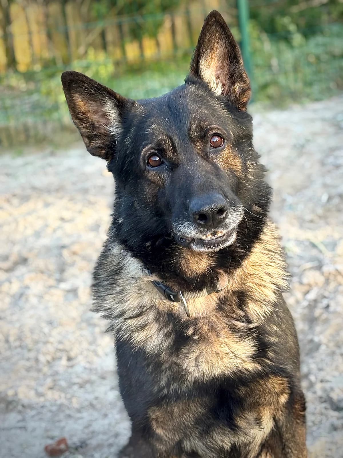Otto, male 5yo German Shepherd for adoption at Tierheim Emden, Emden