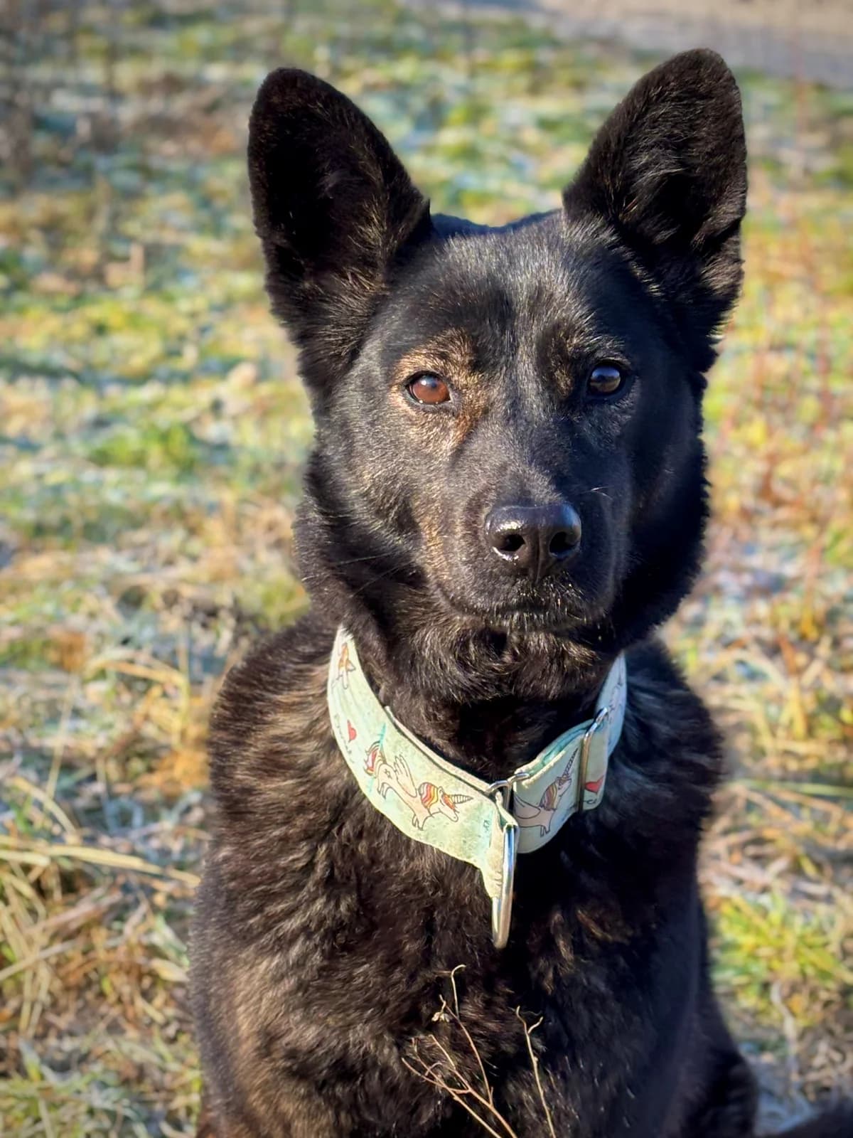 Banzai, female mixed breed for adoption at Tierheim Emden, Emden