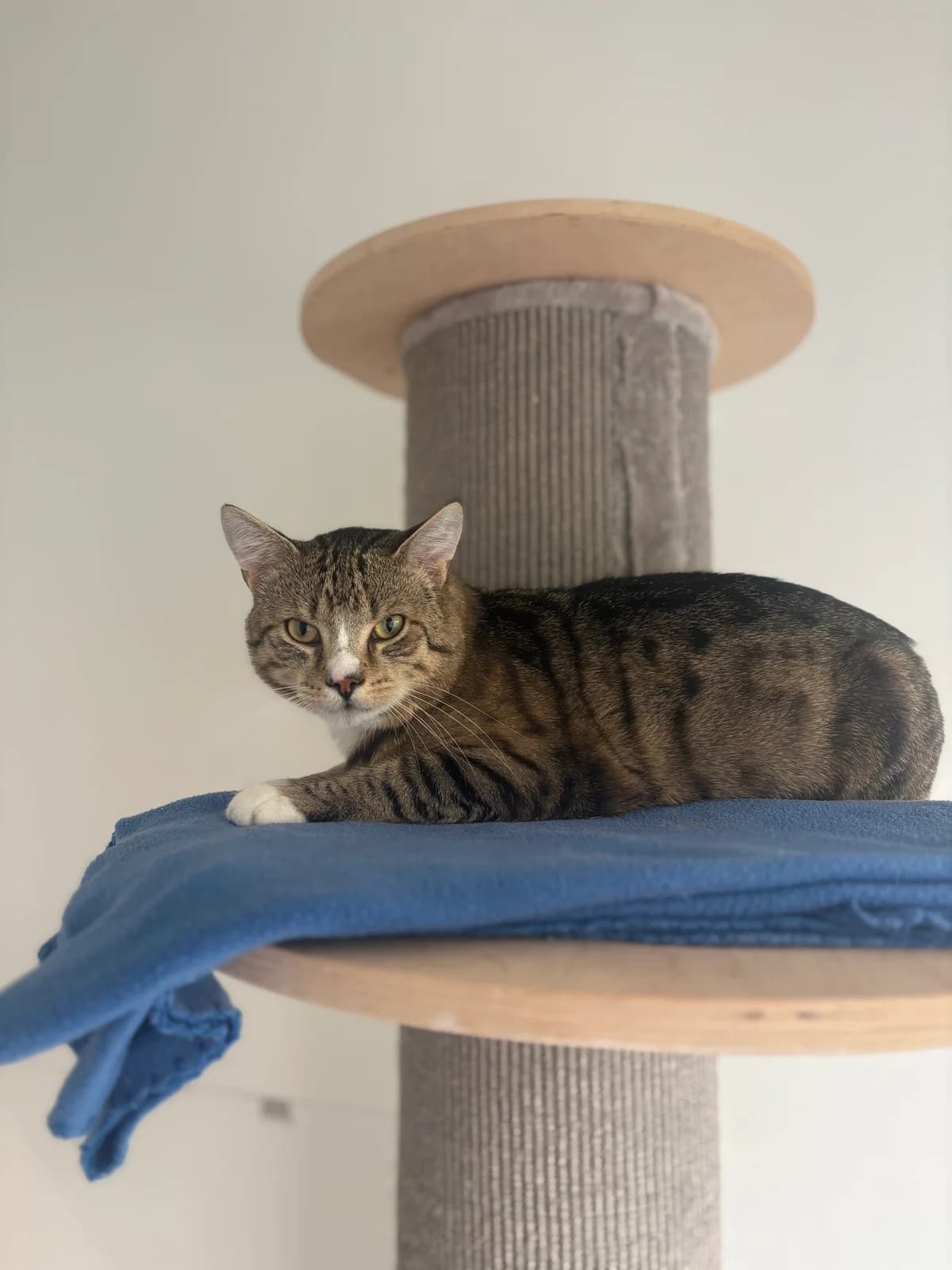 Lorenz, male puppy European Shorthair for adoption at Tierheim Emden, Emden
