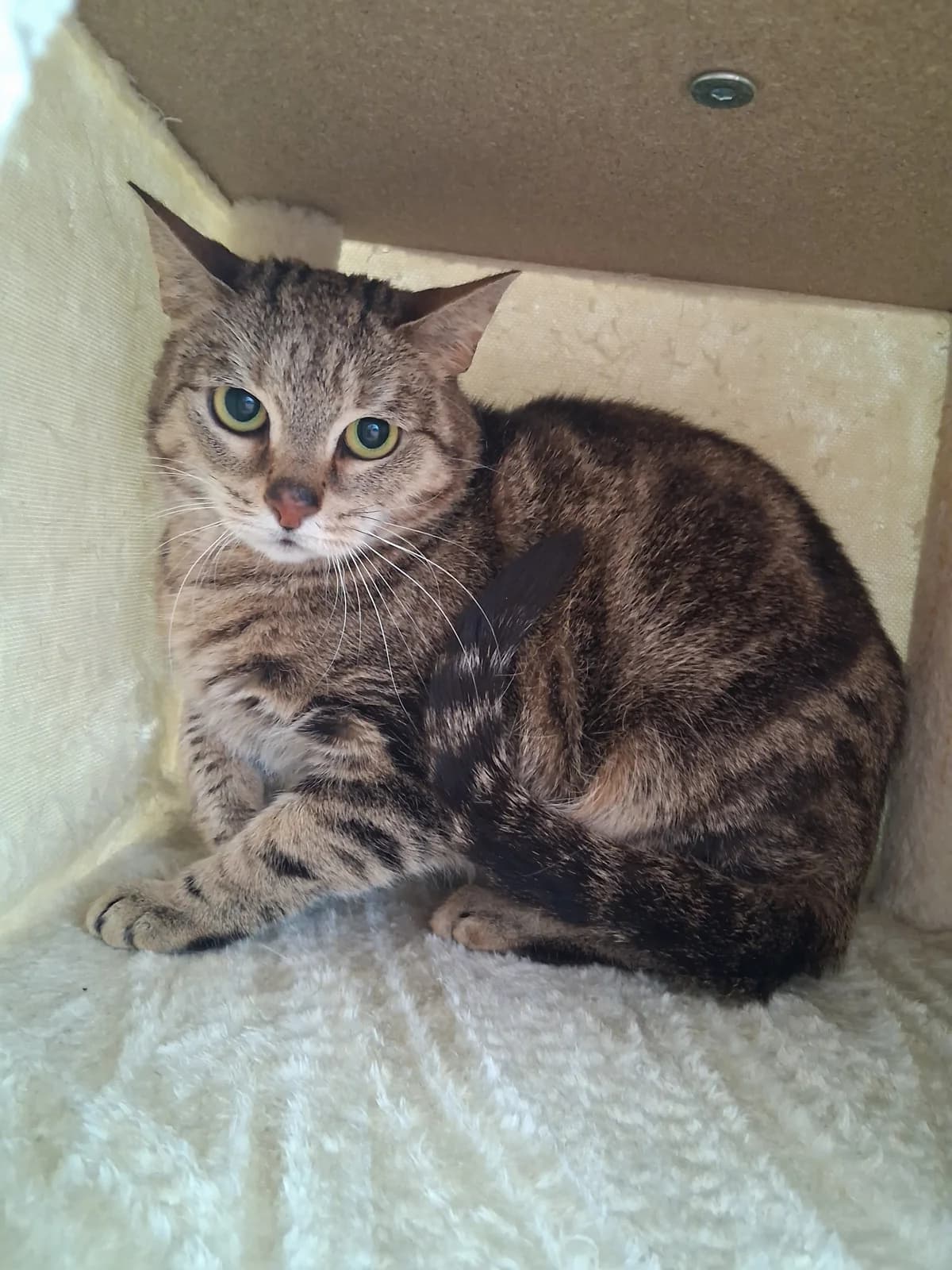 Fidi, female puppy European Shorthair for adoption at Tierheim Emden, Emden
