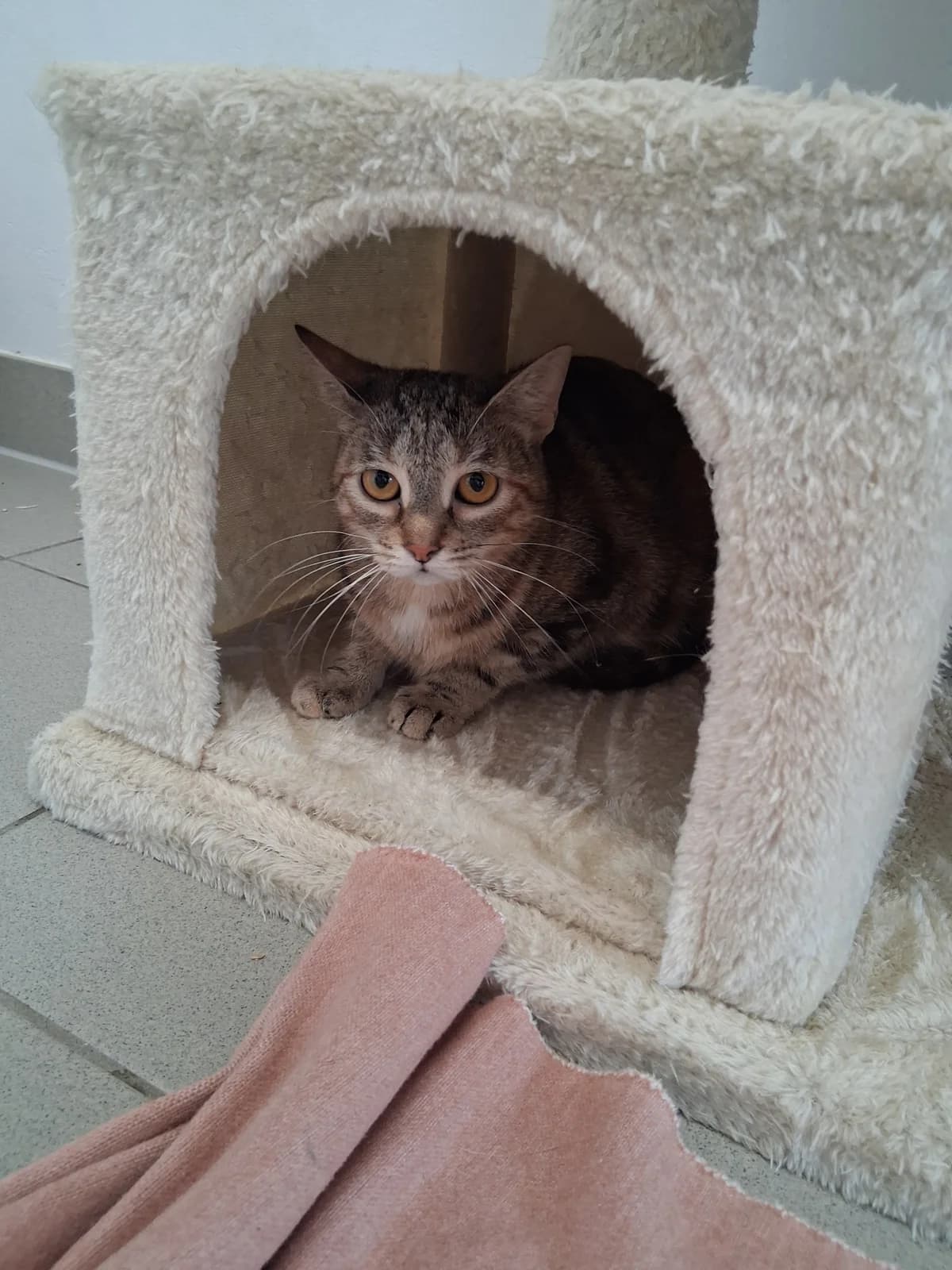 Tatzi, female puppy European Shorthair for adoption at Tierheim Emden, Emden