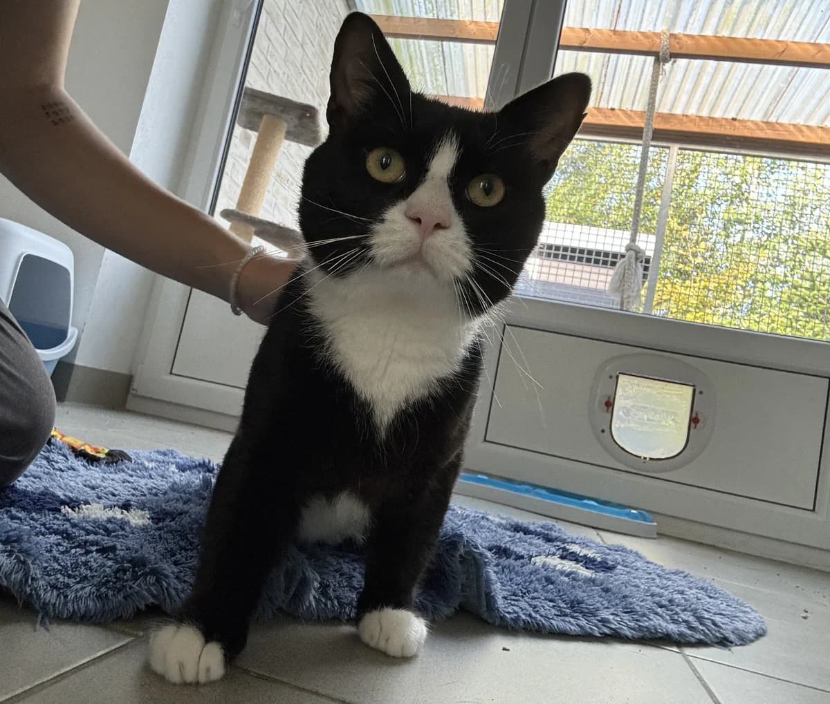 Willy, male puppy European Shorthair for adoption at Tierheim Emden, Emden