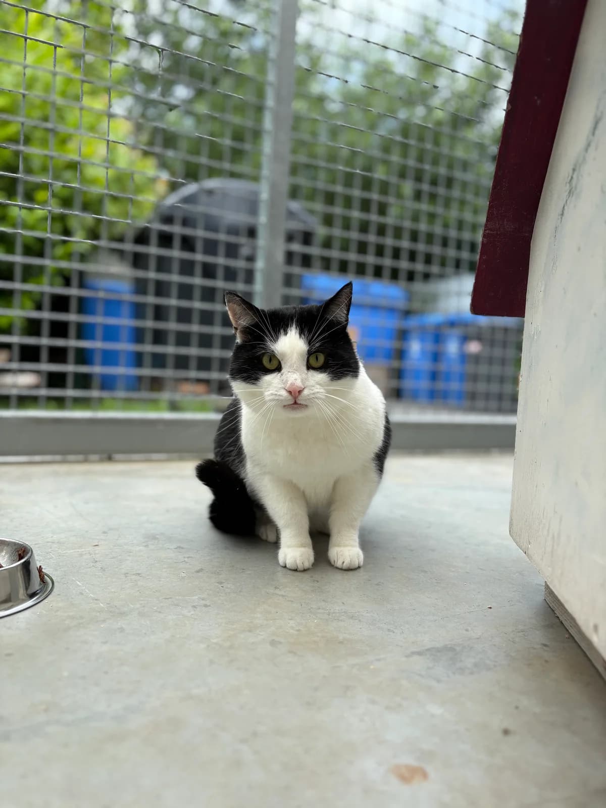 Chaplin, male puppy European Shorthair for adoption at Tierheim Emden, Emden