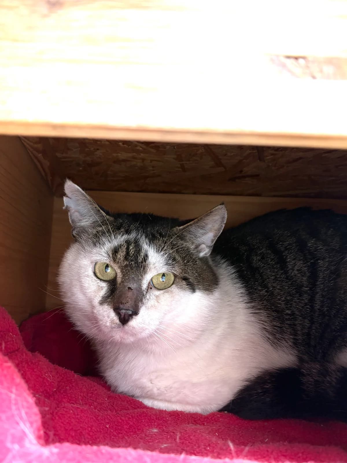 Hasan, male puppy European Shorthair for adoption at Tierheim Emden, Emden