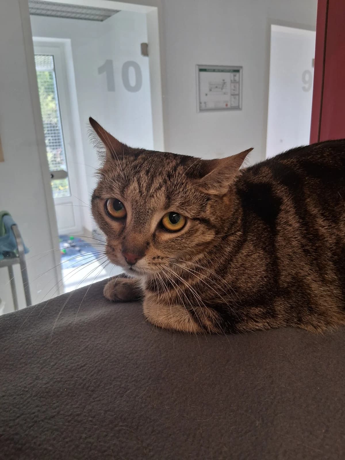 Mutzi, female puppy European Shorthair for adoption at Tierheim Emden, Emden