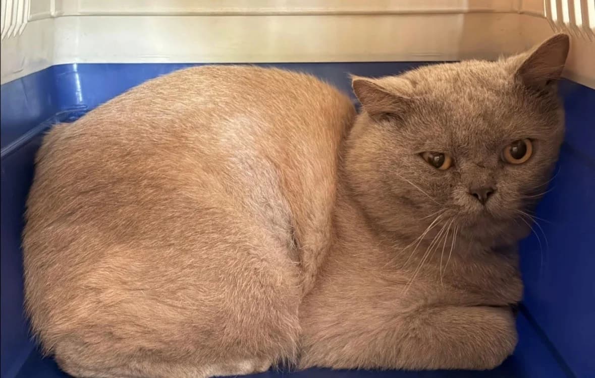 Devin - FiV positiv, male young British Shorthair for adoption at Tierheim Emden, Emden