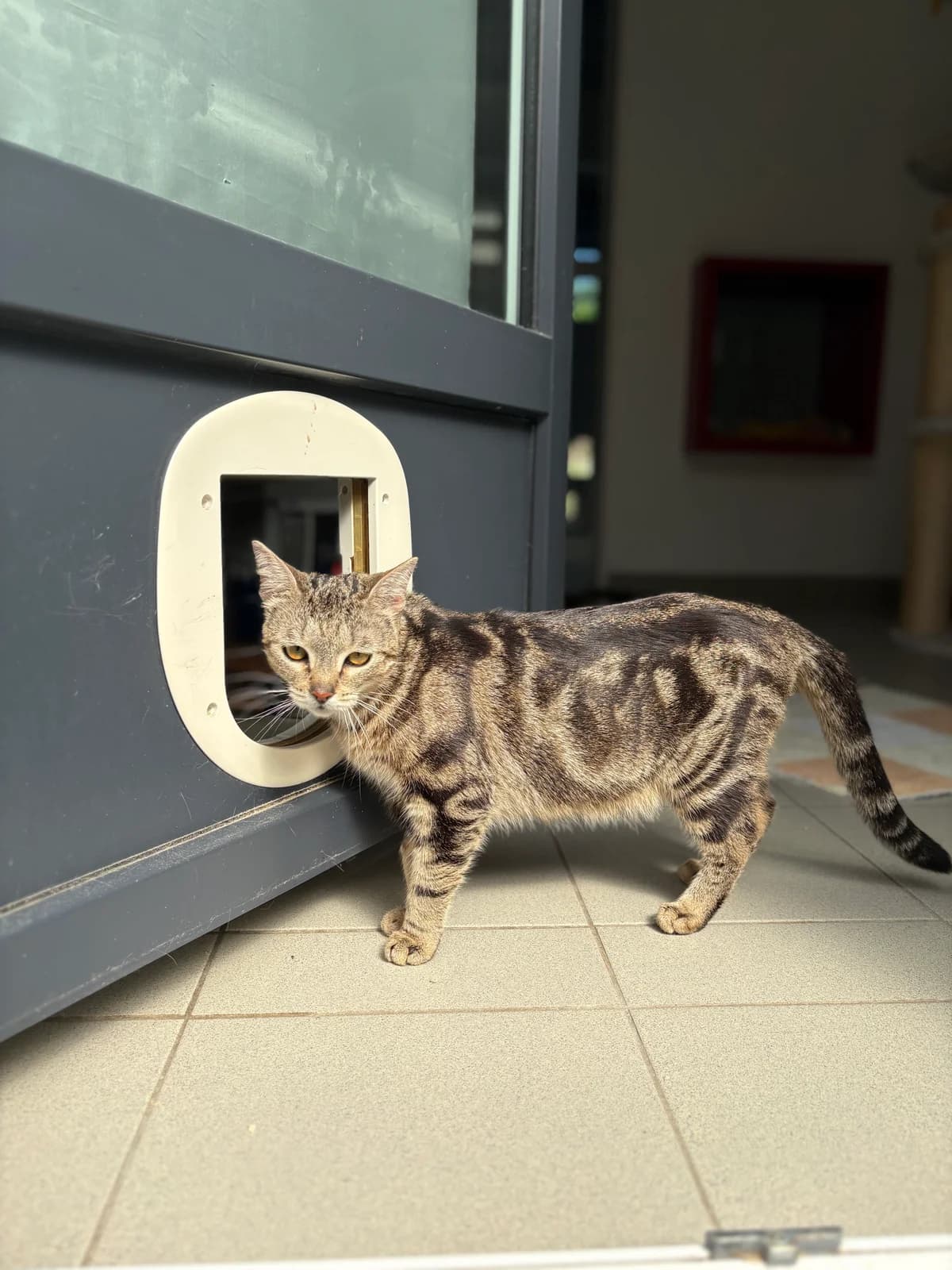 Enna, female puppy European Shorthair for adoption at Tierheim Emden, Emden