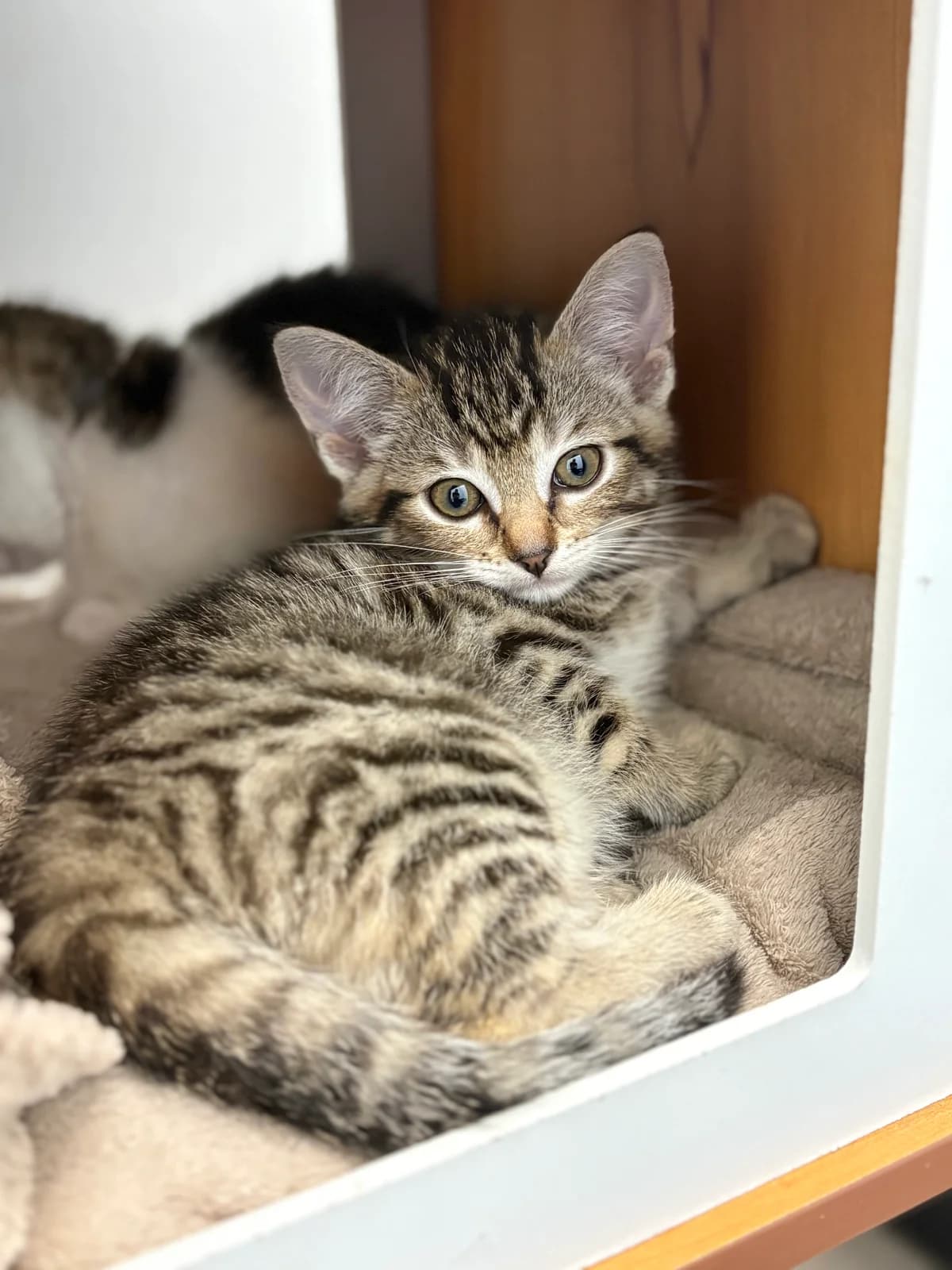 5er Bande, female European Shorthair for adoption at Tierheim Emden, Emden