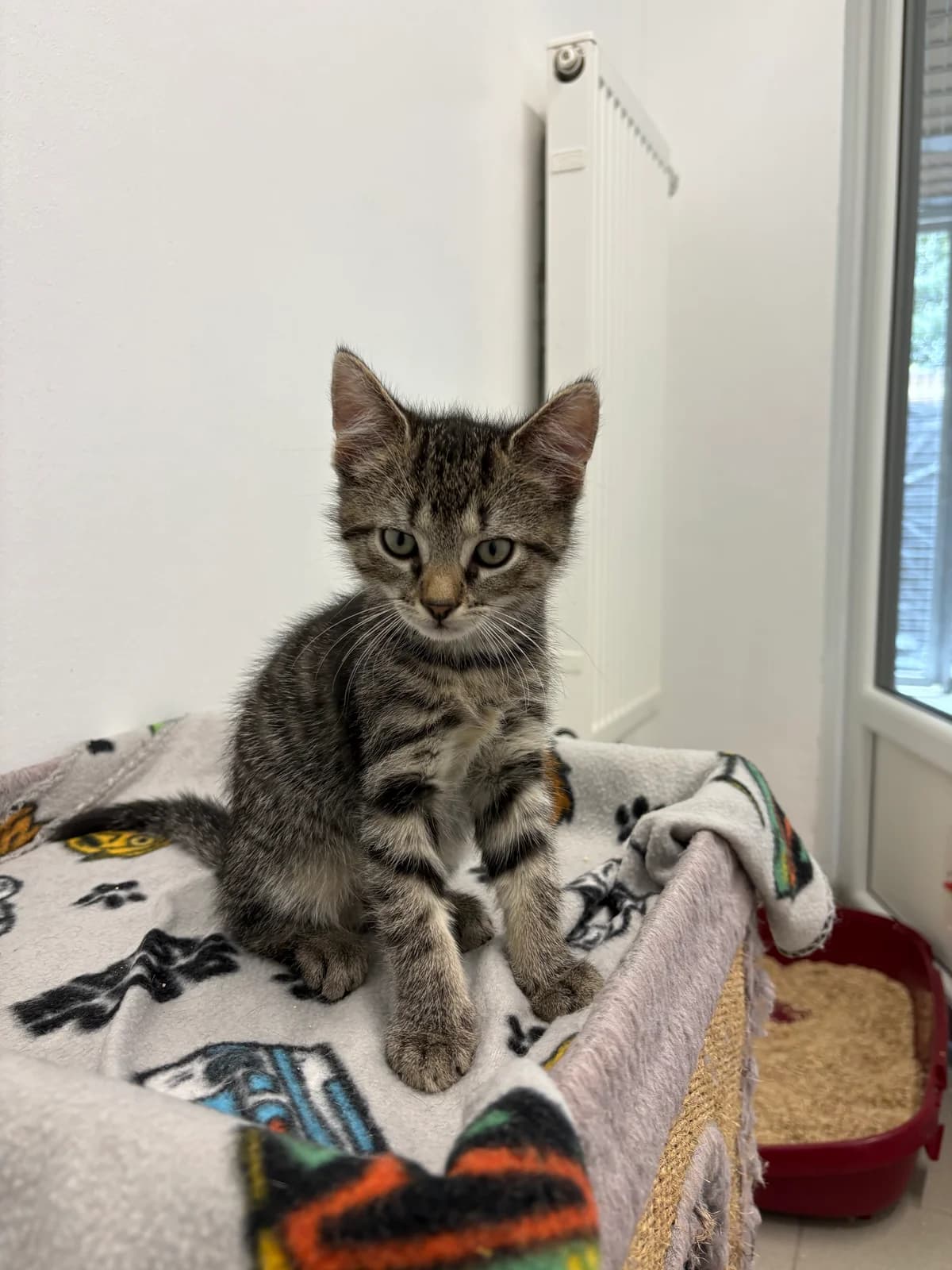 4er Bande, female European Shorthair for adoption at Tierheim Emden, Emden