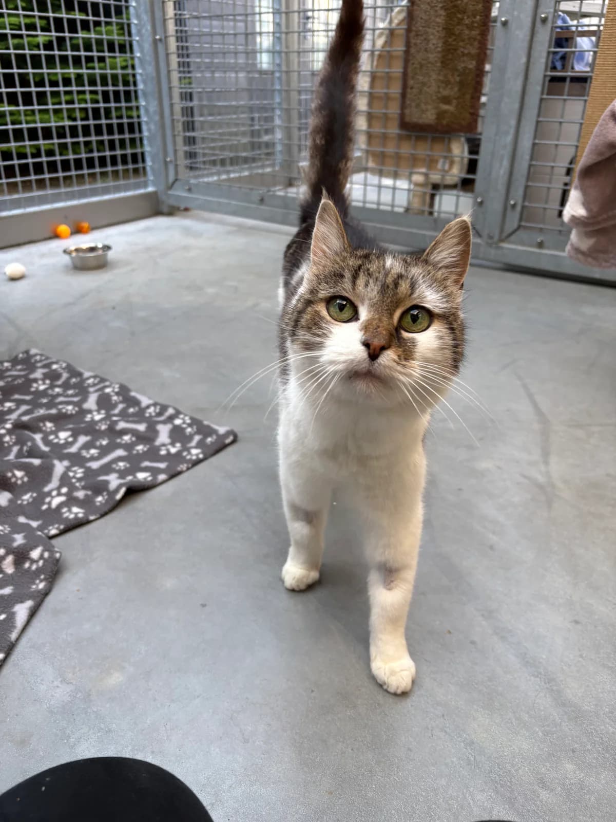 Jordan, female puppy European Shorthair for adoption at Tierheim Emden, Emden