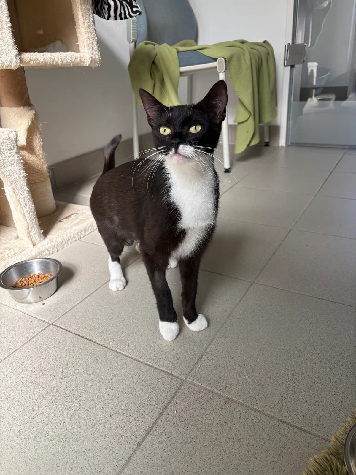 Momo, female puppy European Shorthair for adoption at Tierheim Emden, Emden