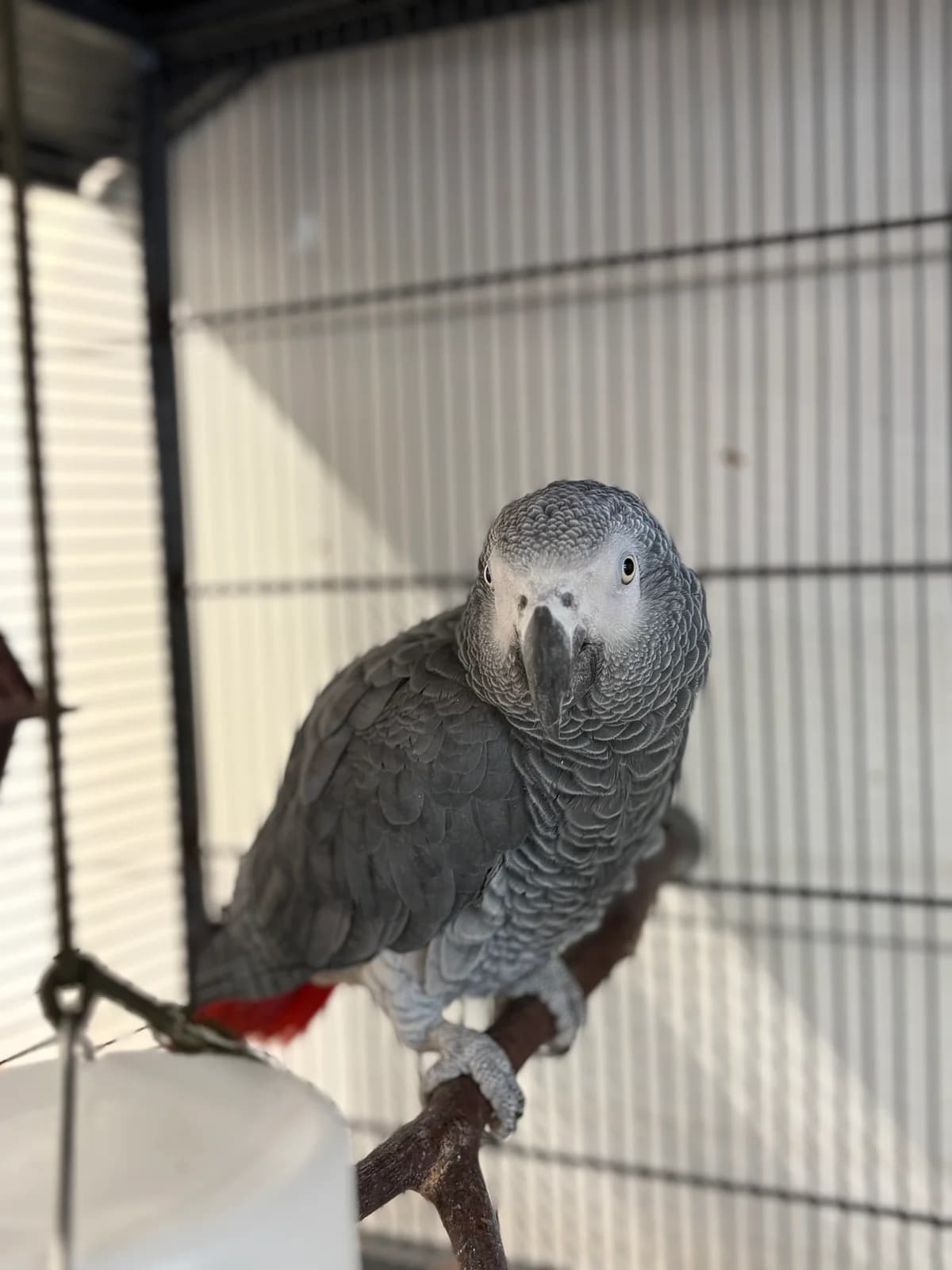 Graupapagei, male Mixed Breed for adoption at Tierheim Emden, Emden