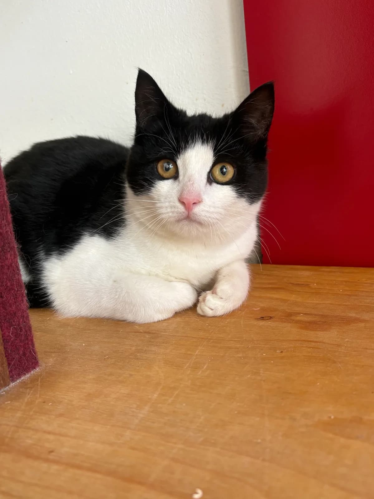 Tim, male puppy European Shorthair for adoption at Tierheim Emden, Emden