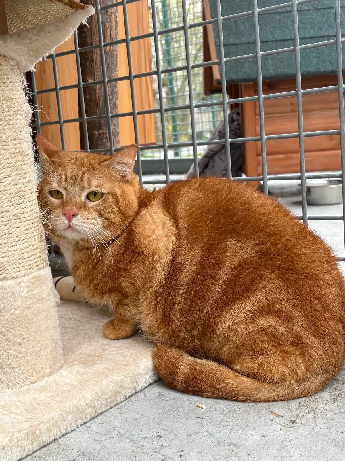 Milky, female puppy European Shorthair for adoption at Tierheim Emden, Emden