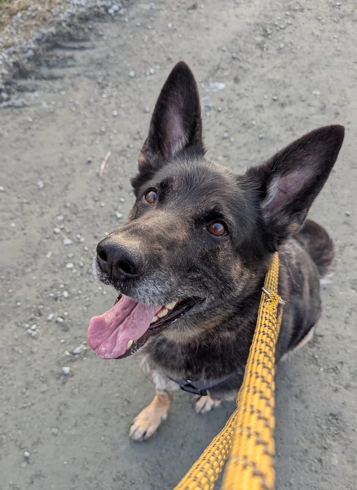 Otto,  senior German Shepherd for adoption at Tierheim Emden, Emden