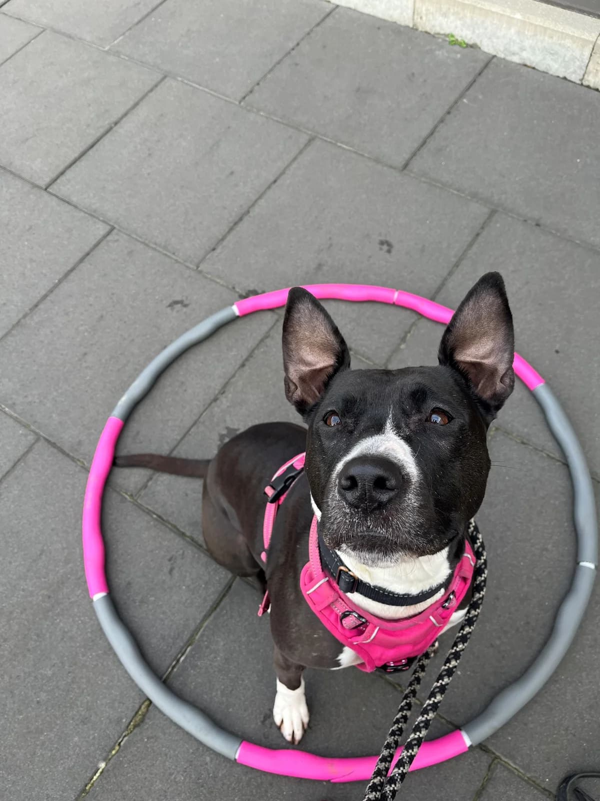 Paula,  senior Pit Bull Terrier for adoption at Tierheim Emden, Emden