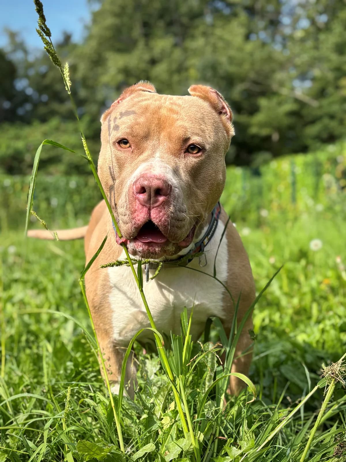 Wölkchen,  4yo American Bully for adoption at Tierheim Emden, Emden