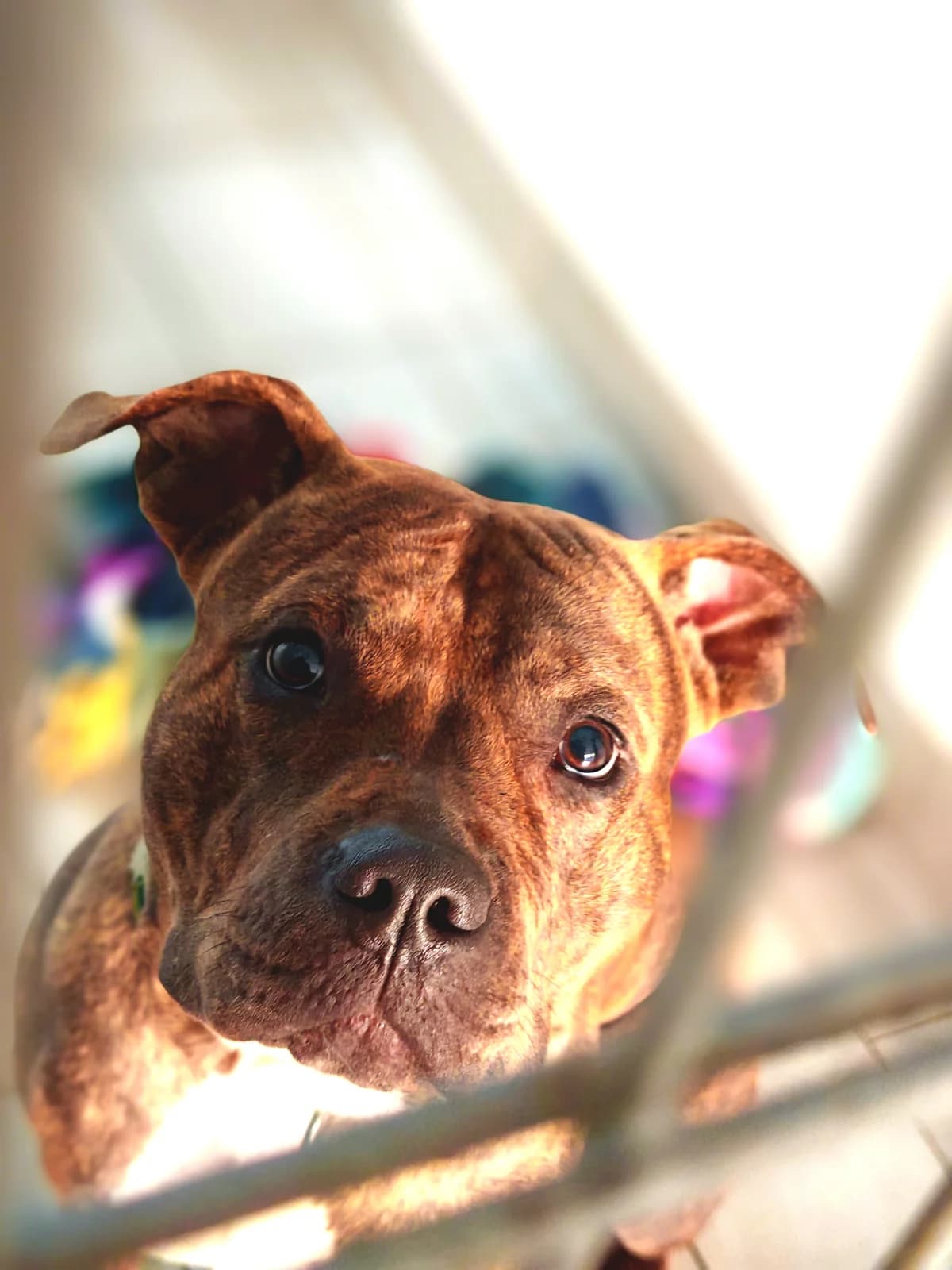 Winnie,  American Bully for adoption at Tierheim Emden, Emden
