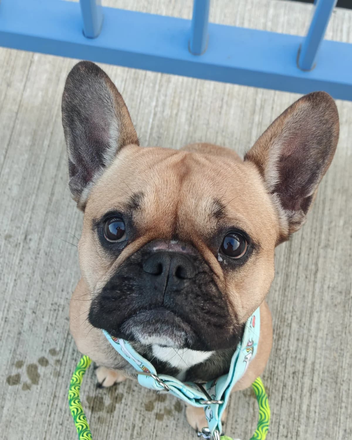 Garfield,  French Bulldog for adoption at Tierheim Emden, Emden