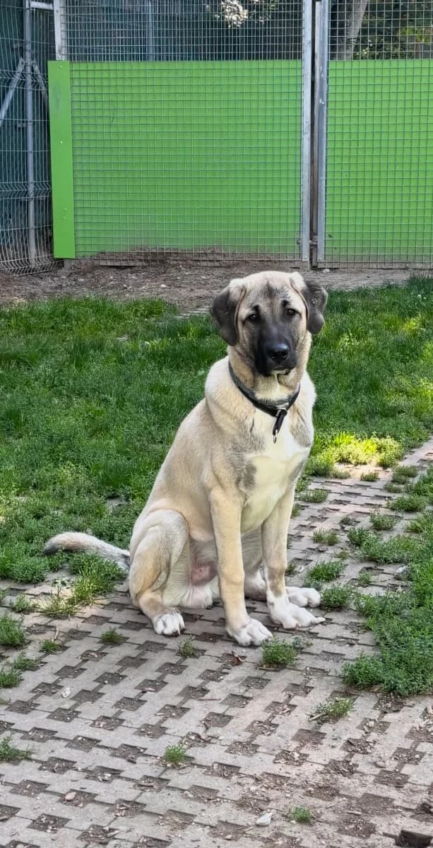 Junis, Mixed Breed (Tierheim Esslingen)