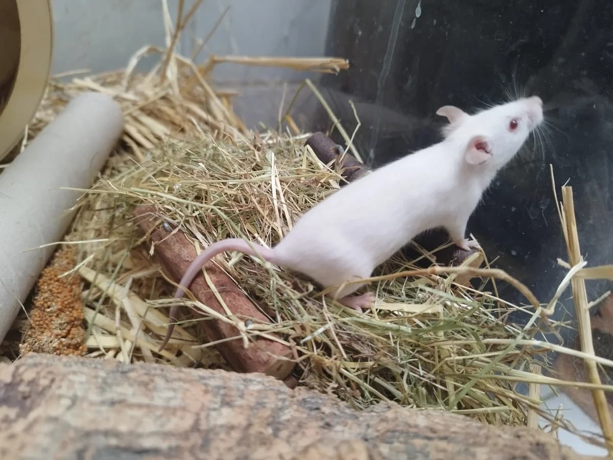 Farbmäuse,  Mixed Breed for adoption at Tierheim Esslingen, Esslingen