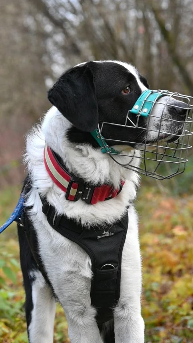 Sammy: Herdenschutzhund-Mischling,  Mixed Breed for adoption at Tierheim Esslingen, Esslingen