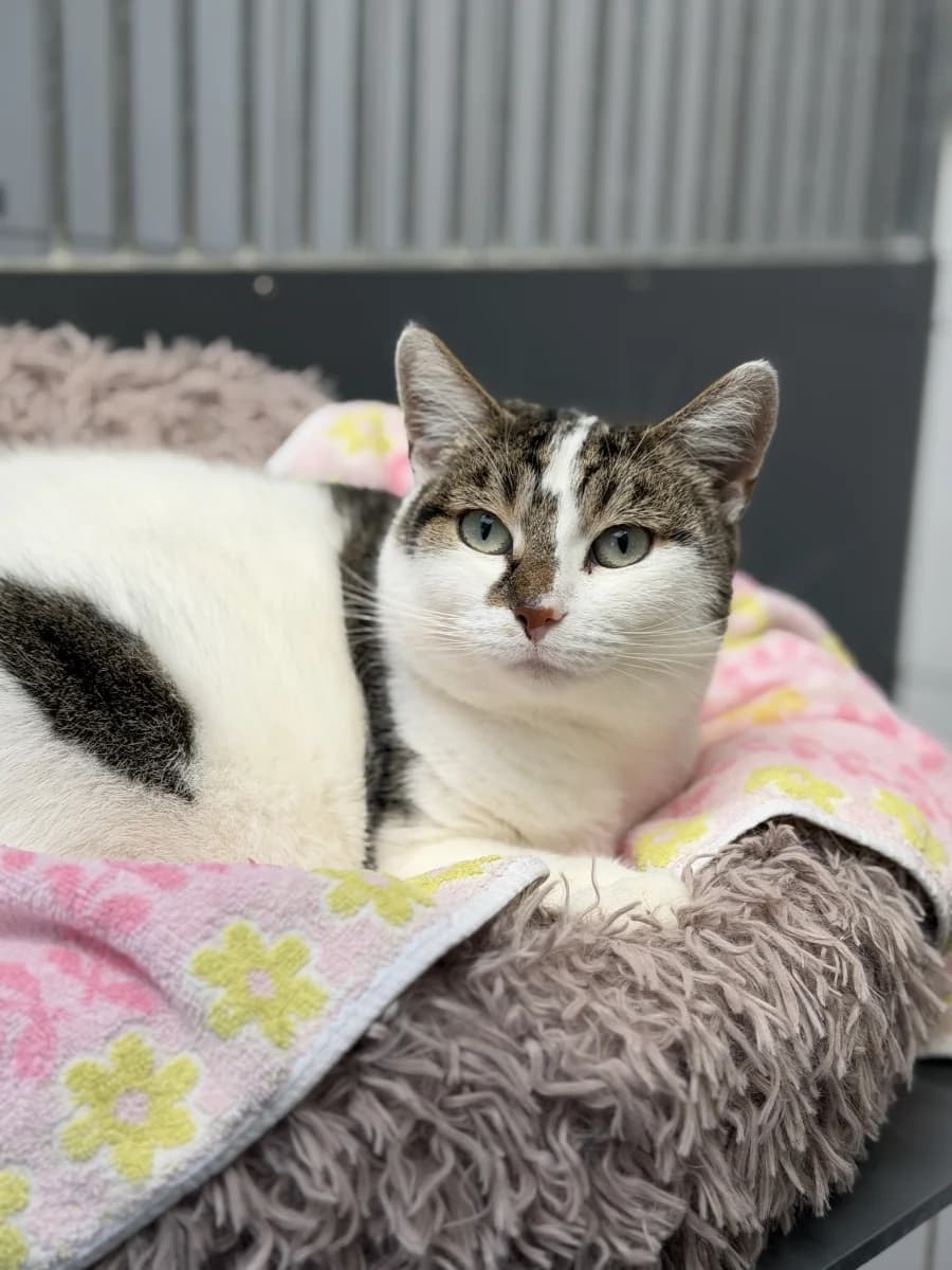 Barilla,  Mixed Breed for adoption at Tierheim Esslingen, Esslingen