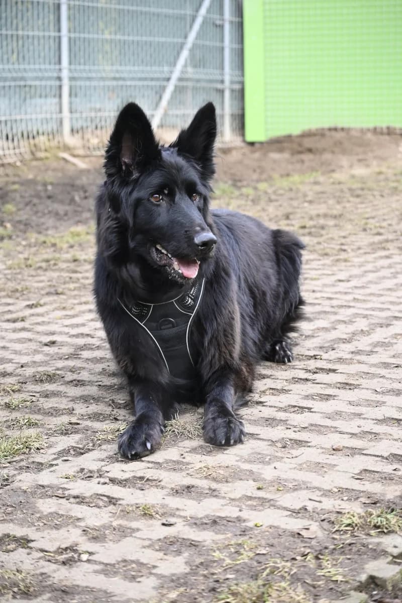 Wolly,  Mixed Breed for adoption at Tierheim Esslingen, Esslingen