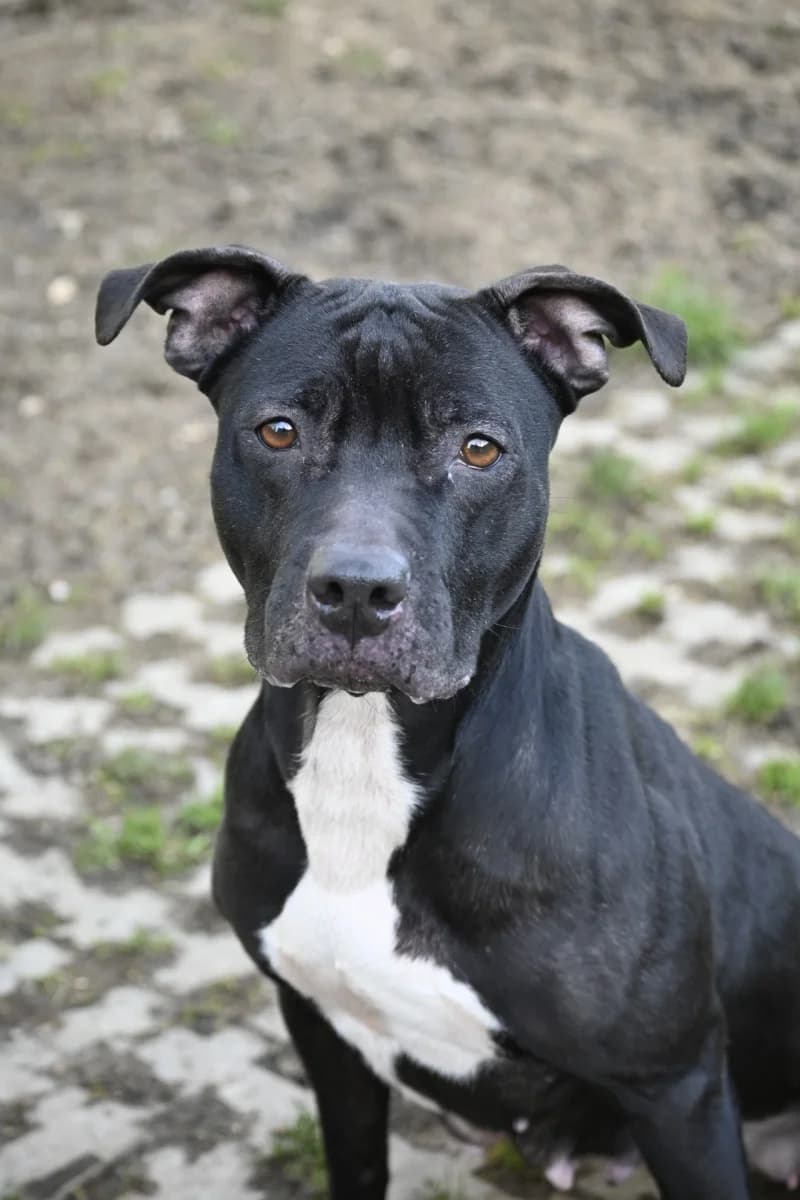 Ariya, Mixed Breed for adoption at Tierheim Esslingen, Esslingen
