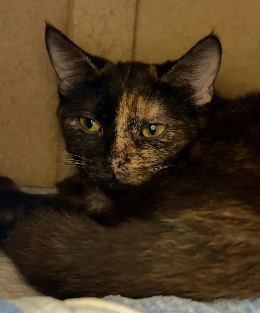 Sabina & Mayo,  Mixed Breed for adoption at Tierheim Esslingen, Esslingen