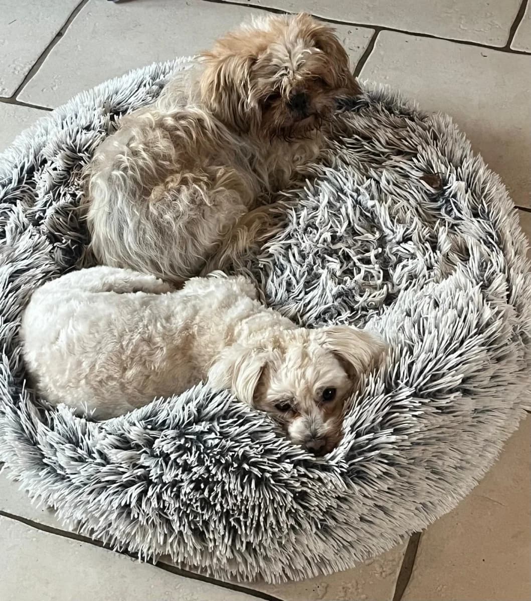 Cindy,  Mixed Breed for adoption at Tierheim Esslingen, Esslingen