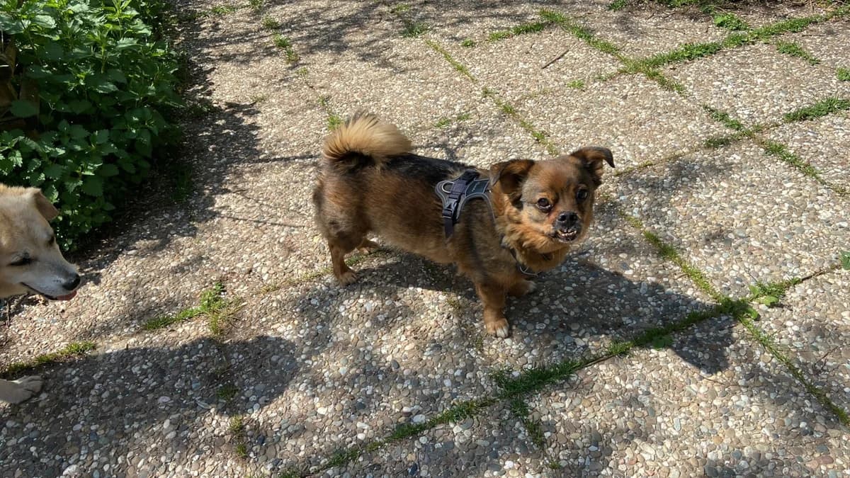 Emma&Monkey,  Mixed Breed for adoption at Tierheim Esslingen, Esslingen