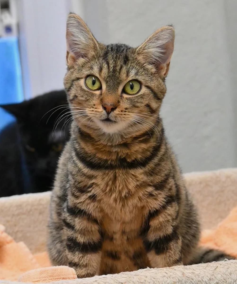 Neo,  Mixed Breed for adoption at Tierheim Esslingen, Esslingen