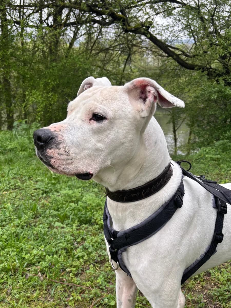 Anubis,  Mixed Breed for adoption at Tierheim Esslingen, Esslingen