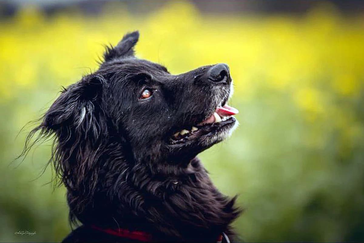 Dodo,  Mixed Breed for adoption at Tierheim Esslingen, Esslingen