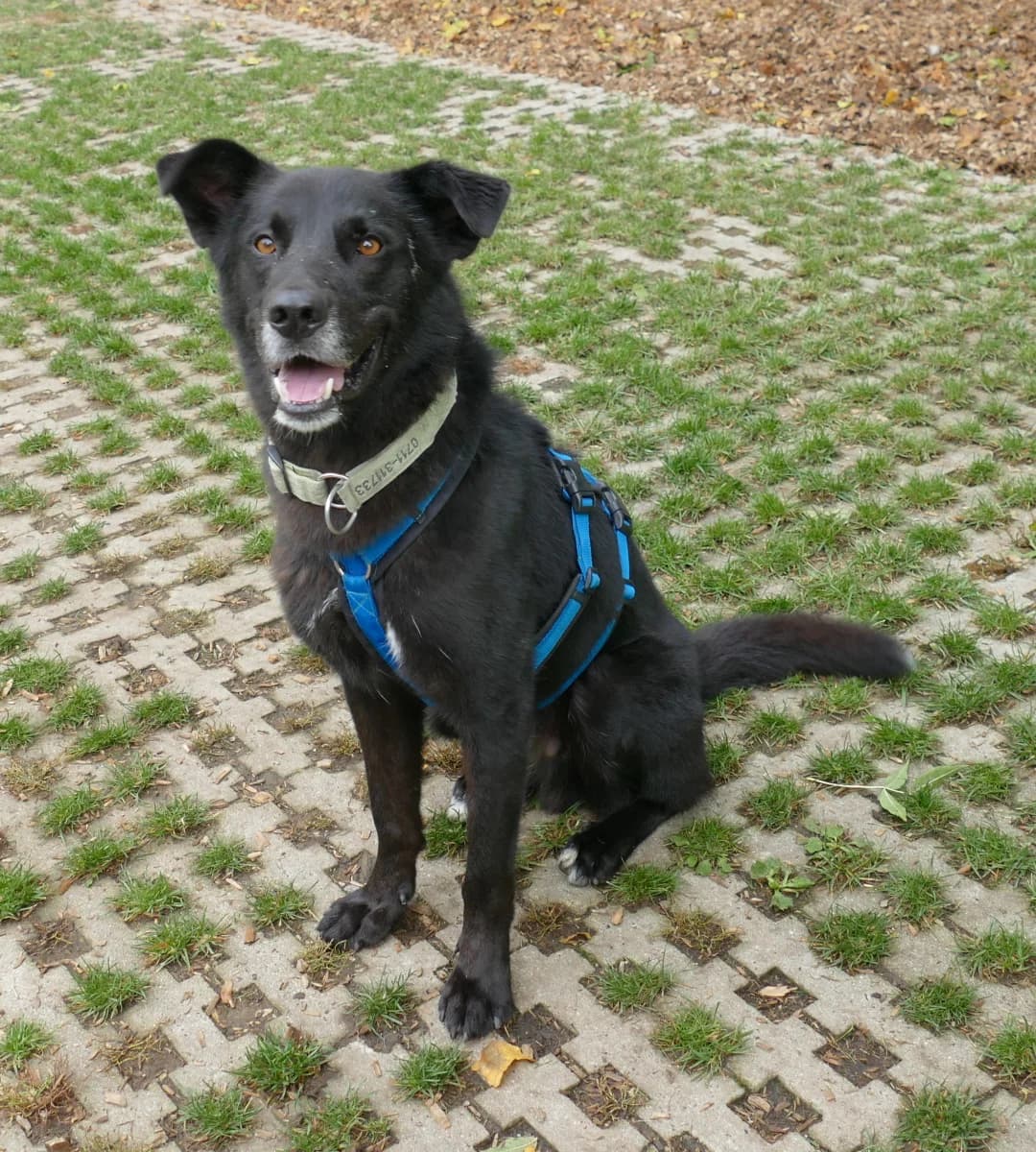 Rex,  Mixed Breed for adoption at Tierheim Esslingen, Esslingen