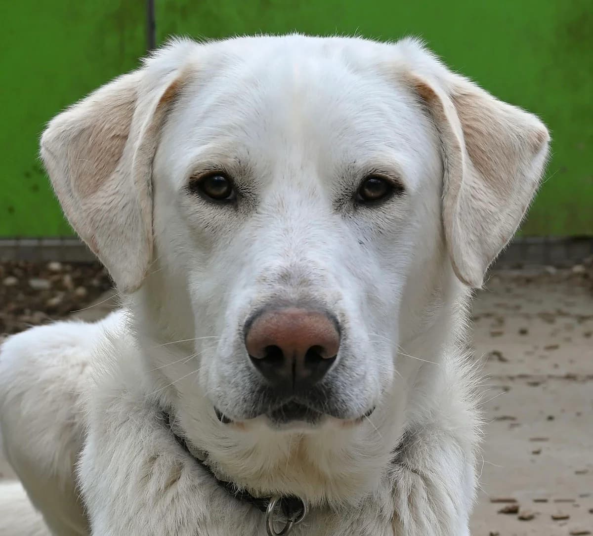 Simon,  Mixed Breed for adoption at Tierheim Esslingen, Esslingen
