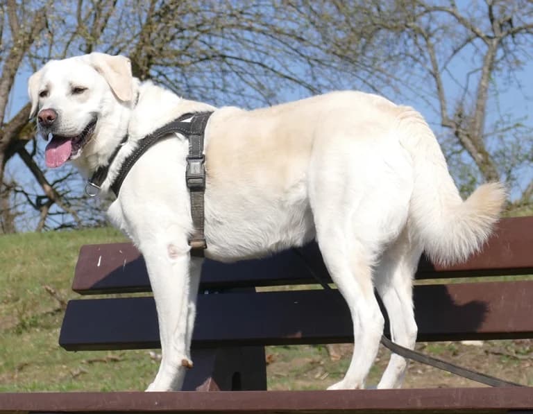 Bruno,  Mixed Breed for adoption at Tierheim Esslingen, Esslingen