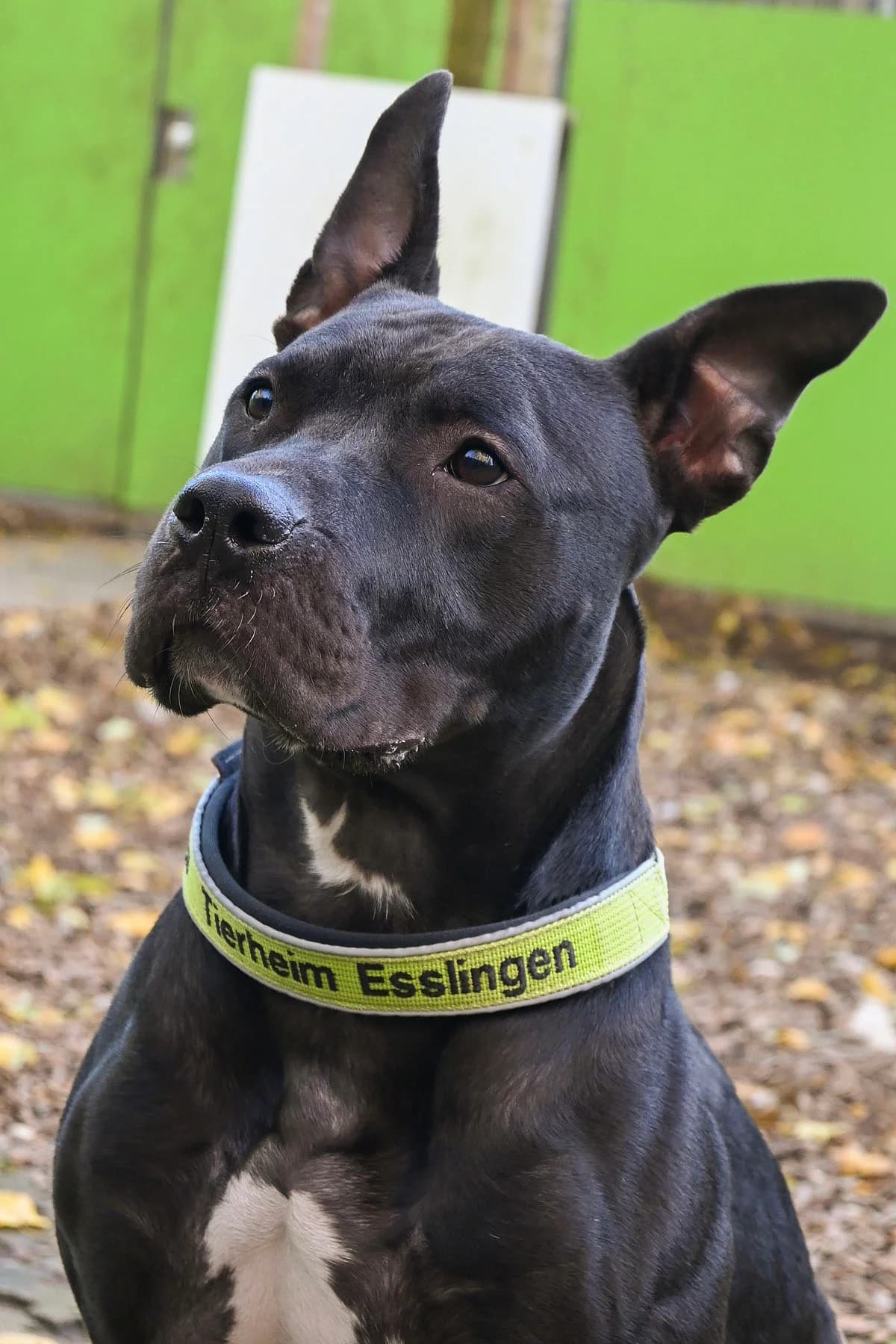 Ares, Mixed Breed (Tierheim Esslingen)