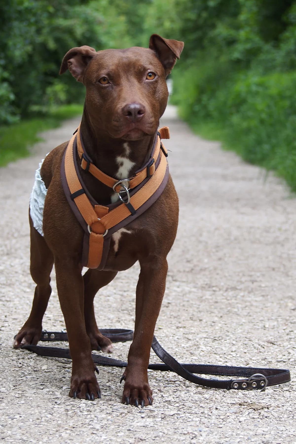 Heidi,  Mixed Breed for adoption at Tierheim Esslingen, Esslingen